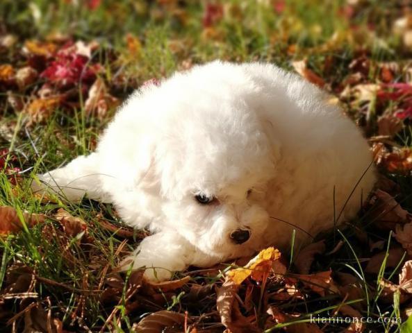 Adorable Chiot Bichon frise