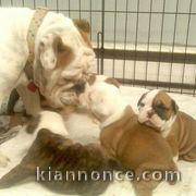 adorable chiot boxer a donner