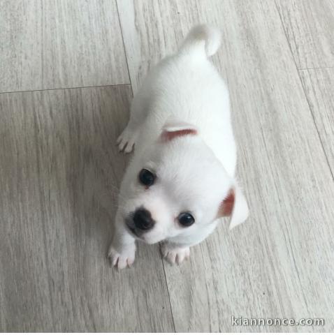 Jolie chiots chihuahuahua pour adoption contre bon soin