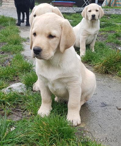      superbes chiots labrador                  