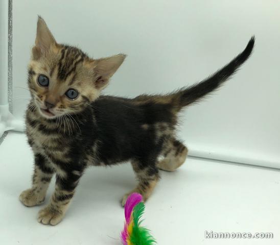 CHATONS DE RACE BENGALE A DONNER