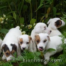 Sublimes Chiots Jack Russel Pure Race