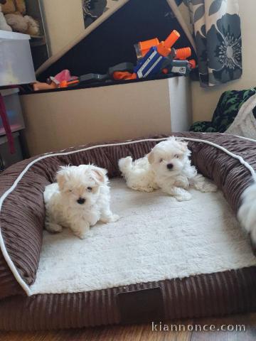 Merveilleux chiots bichon maltais a donner