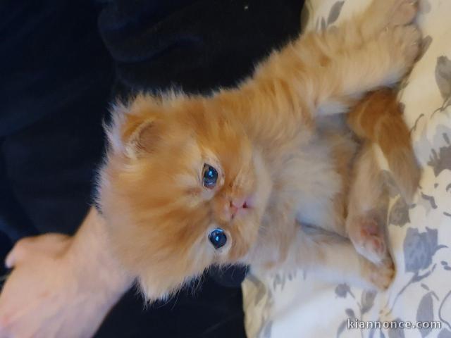 *** réservé *** beau garçon rouge persan plat face