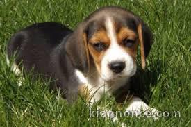 chiot beagle a donner