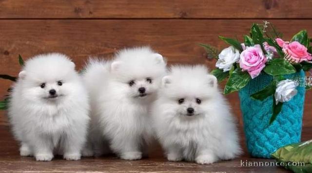 mangnifique chiots spitz nain pomeranien