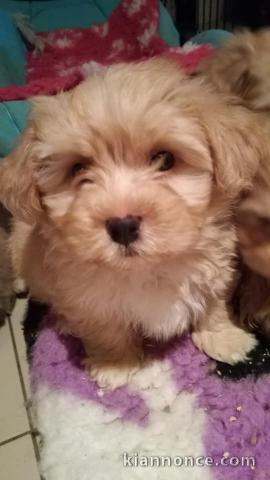 Magnifique chiots Bichon Havanais 