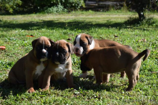 Magnifiques Chiots Boxer Pure Race