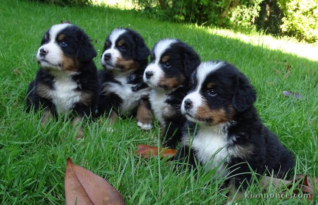 Magnifiques chiots Bouvier Bernois Pure Race