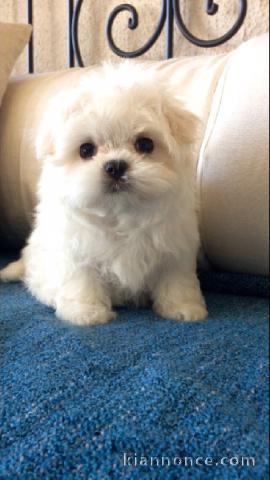 A donner chiot type bichon maltais