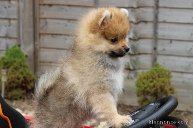 magnifique Spitz pomeranien 