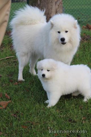  Magnifiques Chiots Samoyède Pure Race