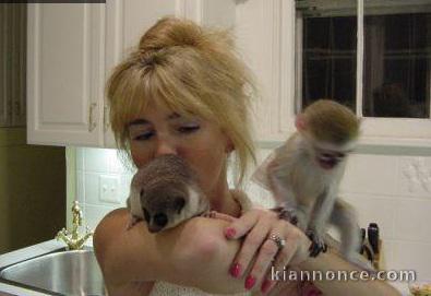 Extraordinaires Jeunes Singes Capucins Pure Race