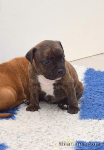 MAGNIFIQUE CHIOTS  Staffordshire Bull Terrier A DONNER