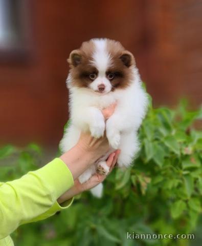 chiot Spitz pomeranian nain a donner
