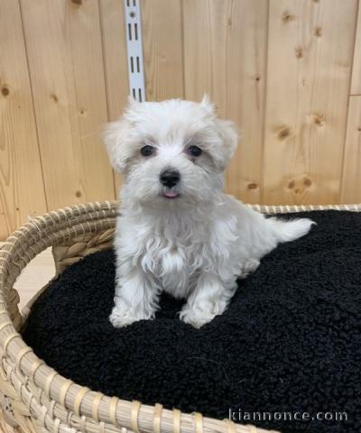 A donner chiot Bichon Maltais lof a donner