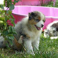 Chiots Berger Australiens a donner