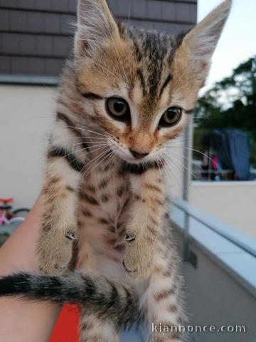 Chatons bengale disponible