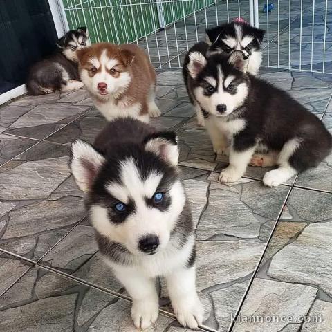 bebes husky siebriens a donner pour bon soins