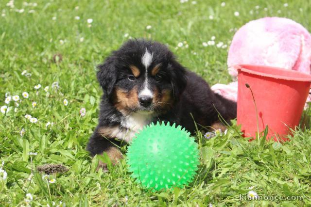 Adoption chiotsbouvier bernois  disponible