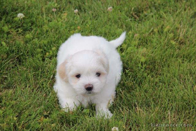  donner chiot Coton de Tuléar Femelle