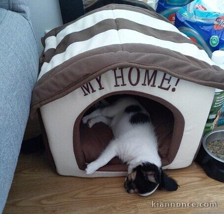 A donner Chihuahua femelle de quatre mois