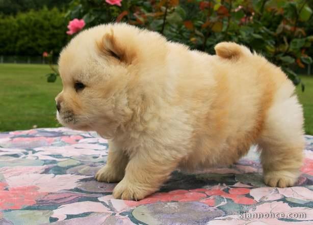 chiot chow chow a donner