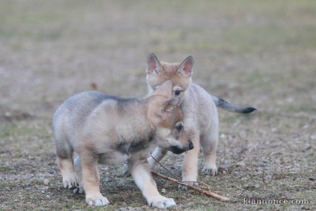 Chien-loup tchécoslovaques
