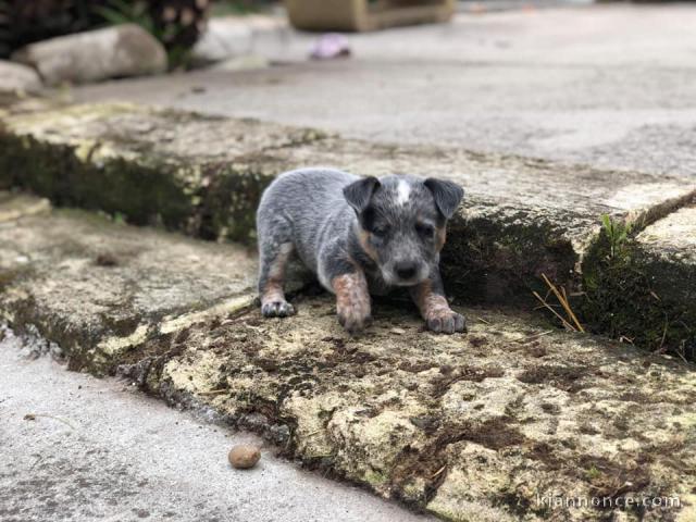 Magnifique chiot Bouvier australien à donner 