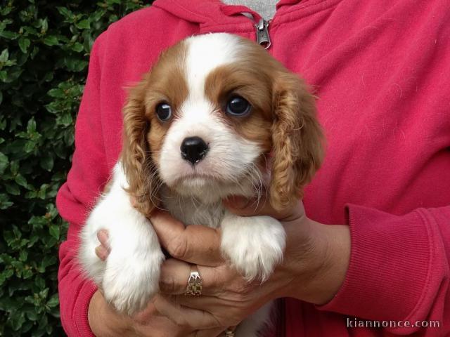 Jolie chiot cavalier King Charles femelle