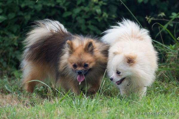 Magnifiques Chiots Spitz Nain Poméranien Pure Race