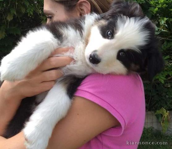 Magnifique berger australien 