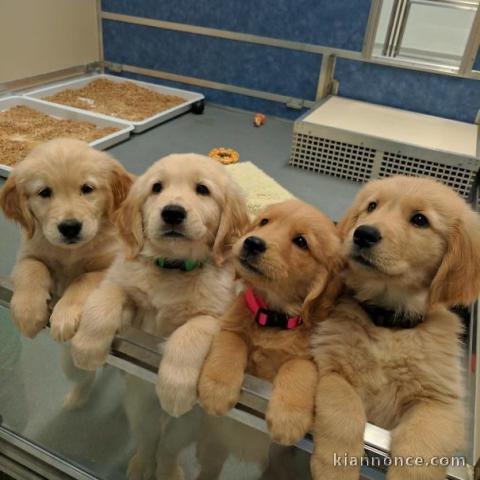 Chiot de race golden retriver 