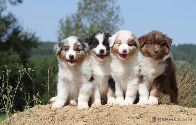    Magnifiques Chiots Berger Australien Pure Race