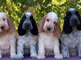  Superbes Chiots Cocker Spaniel