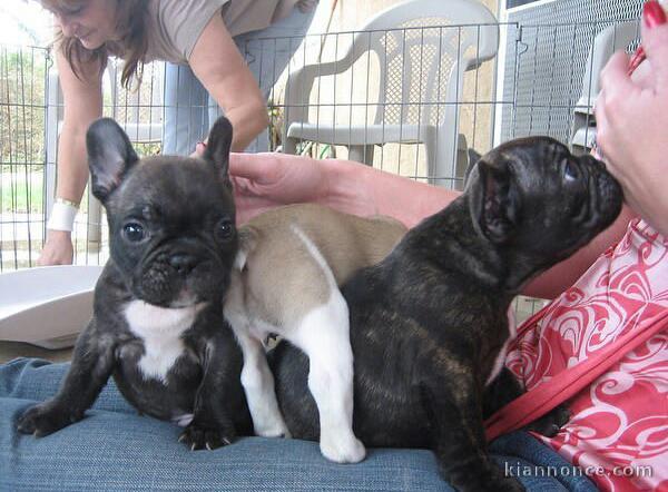 Magnifiques chiots bouledogue français