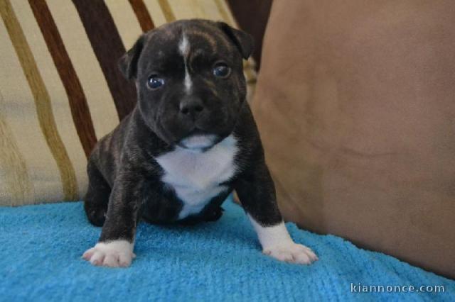 A donner chiot femelle Staffordshire Bull Terrier