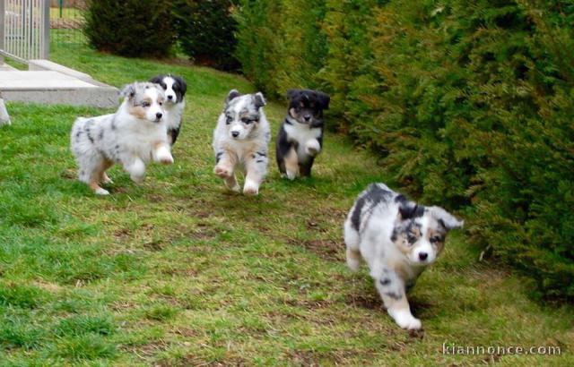  6 CHIOTS BERGER AUSTRALIEN (2 FEMELLES & 4 MÂLES)