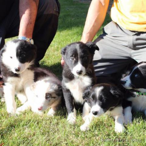 CHIOTS BORDER COLLIE DISPONIBLE