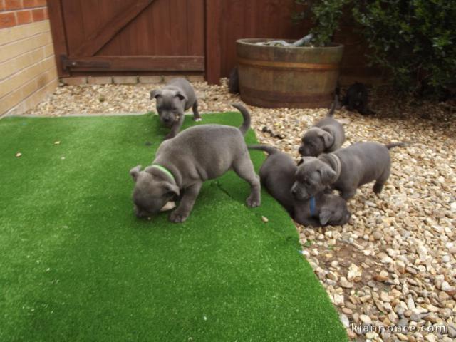  5 CHIOTS STAFFORDSHIRE BULL TERRIER À DONNER