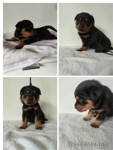 MAGNIFIQUE CHIOT TYPE ROTTWEILER