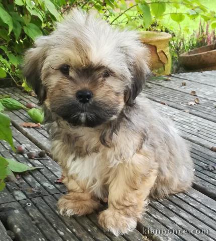 Disponible de suite magnifiques chiot Lhassa apso trois mois