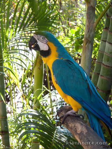 Perroquets ara ararauna