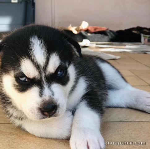HUSKY DE SIBERIEN A DONNER