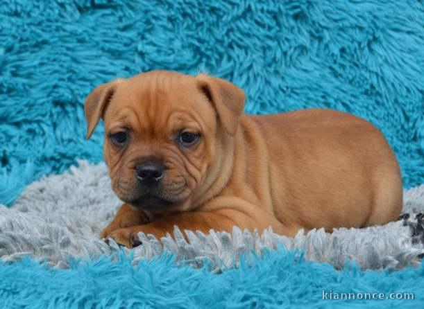 Chiots Staffordshire Bull Terrier a donner