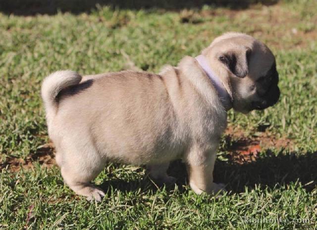 Adorable chiots carlin femelle lof a donner