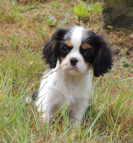 A donné magnifique chiot cavalier king charles