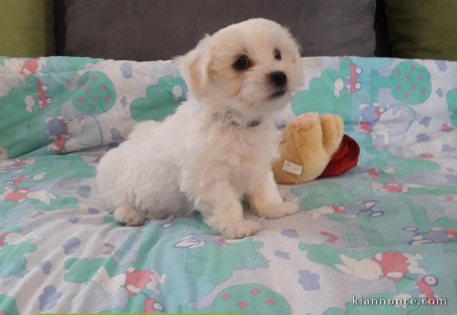 chiot coton de tulear trois mois