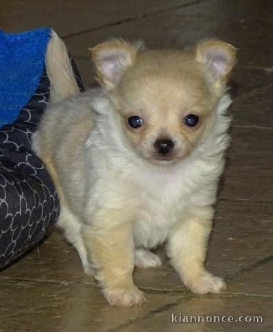 A donner Chihuahua femelle non L.O.F Née le 19/05/2021