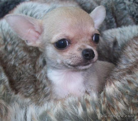 A donner Chihuahua femelle non L.O.F Née le 19/05/2021